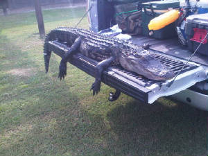 PhotoGallery/Gator1.jpg