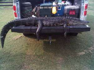 PhotoGallery/Gator2.jpg