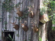 PhotoGallery/mounts4.JPG